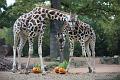 2015-10-22 06-54-41 (2)